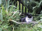 Mimine dans le jardin