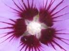 Altha mauve.