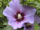 Altha mauve