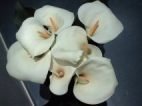 Arum.