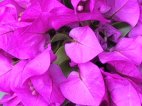 Bougainville.