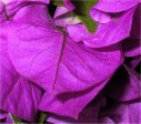 Bougainvillee.