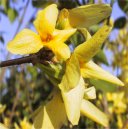 Forsythia.