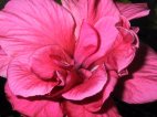 Hibiscus rose double.