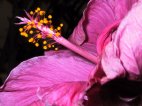Hibiscus rose.