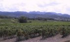 Vigne dans le Vaucluse.
